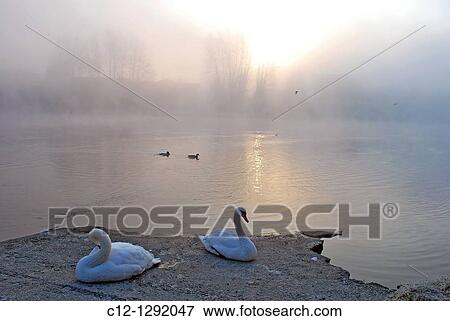Swans, winter landscape, Adda River, Lombardy, Italy View Large Photo Image Stock Photo - Swans, winter landscape, Adda River, Lombardy, Italy. Fotosearch