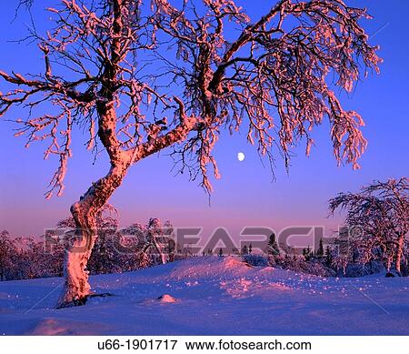 Sweden, Harjedalen, Sorvattnet, Winter landscape with tree at night View Large Photo Image Stock Photo - Sweden, Harjedalen, Sorvattnet, Winter landscape with tree at night. Fotosearch