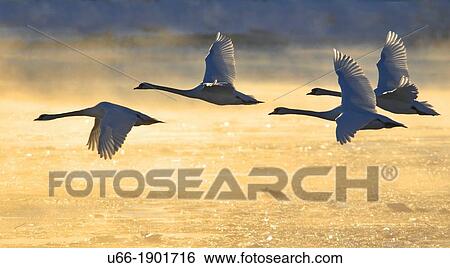 Stock Photograph - Sweden, Morko, Mute Swan (Cugnus olor) in flight. Fotosearch