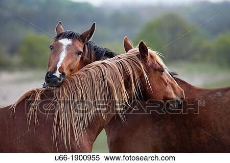 Stock Photography - Sweden, Scania, Kivik, Close up of horses. Fotosearch