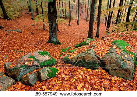 Sweden, southern site, birch forest in the fall View Large Photo Image Stock Photo - Sweden, southern site, birch forest in the fall. Fotosearch