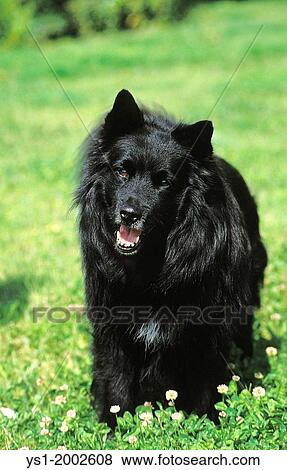 Swedish Lapphund, Dog standing on Grass. View Large Photo Image Stock Photo - Swedish Lapphund, Dog standing on Grass.. Fotosearch