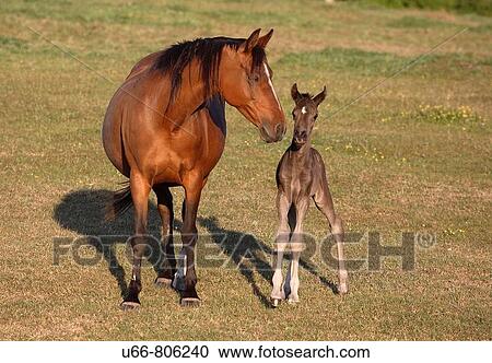 Stock Image - Swedish warmblood foal and mare. Fotosearch