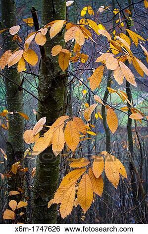 Stock Photograph - Sweet chesnut Castanea sativa leaves in autumn Alba river route Sobrescobio Redes Natural Park Asturias, Spain. Fotosearch