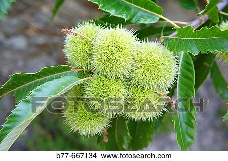 Sweet chestnut, Castanea sativa, growing at C? vennes mountainside near Saint-Martial. C? vennes. Gard. Languedoc-Roussillon. France. View Large Photo Image Picture - Sweet chestnut, Castanea sativa, growing at C? vennes mountainside near Saint-Martial. C? vennes. Gard. Languedoc-Roussillon. France.. Fotosearch