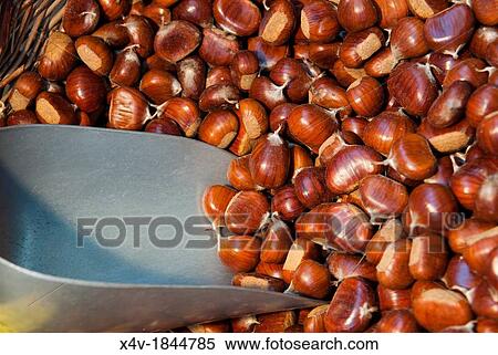 Sweet Chestnuts View Large Photo Image Stock Photography - Sweet Chestnuts. Fotosearch