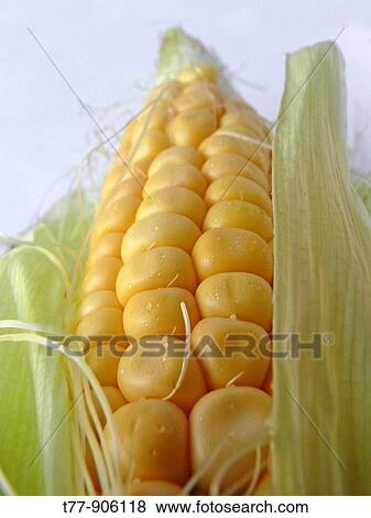 Sweet Corn View Large Photo Image Stock Photo - Sweet Corn. Fotosearch