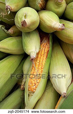 Sweet corn (Zea mays L. var. rugosa), Goa, India. View Large Photo Image Picture - Sweet corn (Zea mays L. var. rugosa), Goa, India.. Fotosearch