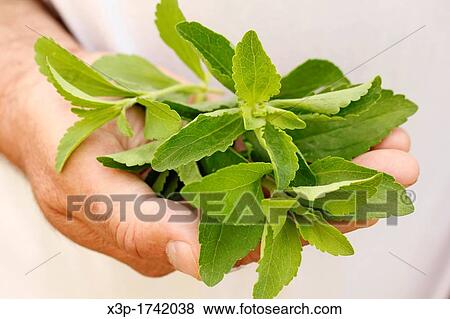 Sweet herb Stevia Rebaudiana View Large Photo Image Stock Photo - Sweet herb Stevia Rebaudiana. Fotosearch