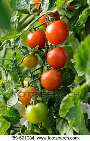 ? Sweet Million? Cherry Tomatoes (Lycopersicon lycopersicum? Sweet Million? ). McClendon, Bellingham, WA. View Large Photo Image Picture - ? Sweet Million? Cherry Tomatoes (Lycopersicon lycopersicum? Sweet Million? ). McClendon, Bellingham, WA.. Fotosearch