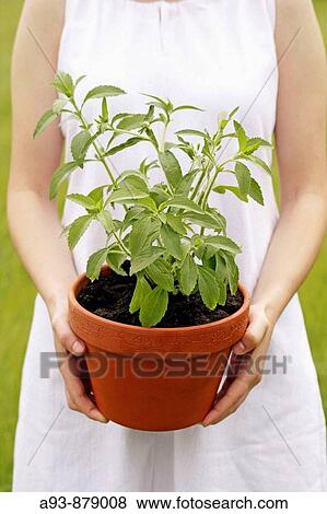 Sweet plant (Stevia rebaudiana) View Large Photo Image Stock Photo - Sweet plant (Stevia rebaudiana). Fotosearch