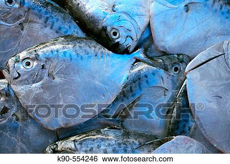 Sweet water fishes for sale on the local fresh food market of Hoi An, Vietnam, Southeast Asia View Large Photo Image Stock Photograph - Sweet water fishes for sale on the local fresh food market of Hoi An, Vietnam, Southeast Asia. Fotosearch