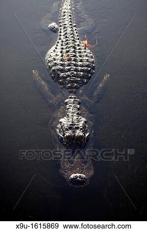 Swimming American Alligator Alligator mississippiensis in the Everglades National Park in Florida, USA View Large Photo Image Stock Photo - Swimming American Alligator Alligator mississippiensis in the Everglades National Park in Florida, USA. Fotosearch