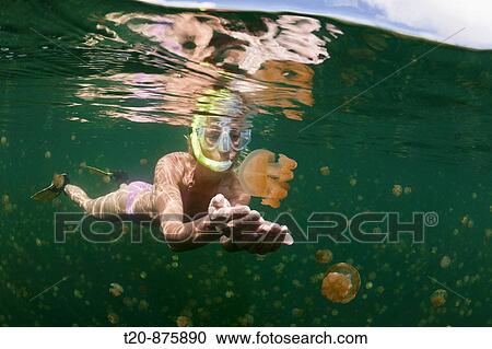 Swimming with harmless Jellyfishes, Mastigias papua etpisonii, Jellyfish Lake, Micronesia, Palau View Large Photo Image Stock Image - Swimming with harmless Jellyfishes, Mastigias papua etpisonii, Jellyfish Lake, Micronesia, Palau. Fotosearch