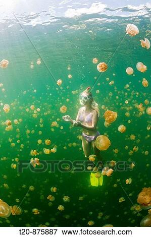 Swimming with harmless Jellyfishes, Mastigias papua etpisonii, Jellyfish Lake, Micronesia, Palau View Large Photo Image Stock Photo - Swimming with harmless Jellyfishes, Mastigias papua etpisonii, Jellyfish Lake, Micronesia, Palau. Fotosearch