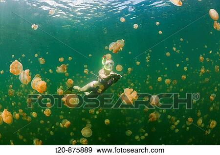 Swimming with harmless Jellyfishes, Mastigias papua etpisonii, Jellyfish Lake, Micronesia, Palau View Large Photo Image Stock Photo - Swimming with harmless Jellyfishes, Mastigias papua etpisonii, Jellyfish Lake, Micronesia, Palau. Fotosearch