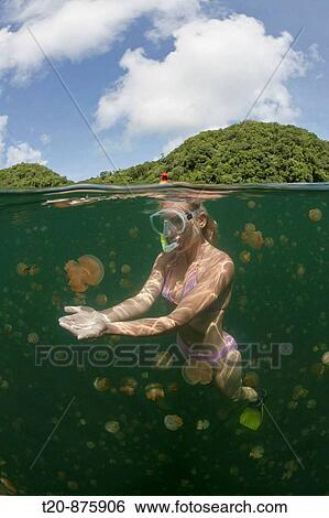 Stock Photograph - Swimming with Jellyfishes, Mastigias papua etpisonii, Jellyfish Lake, Micronesia, Palau. Fotosearch