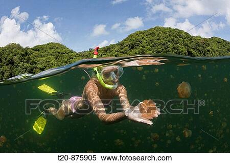 Stock Photography - Swimming with Jellyfishes, Mastigias papua etpisonii, Jellyfish Lake, Micronesia, Palau. Fotosearch