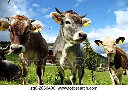 Swiss Cows, Switzerland. View Large Photo Image Stock Image - Swiss Cows, Switzerland.. Fotosearch