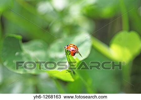 Stock Image - Switzerland, Canton Baselland, ladybird on a blade of grass. Fotosearch