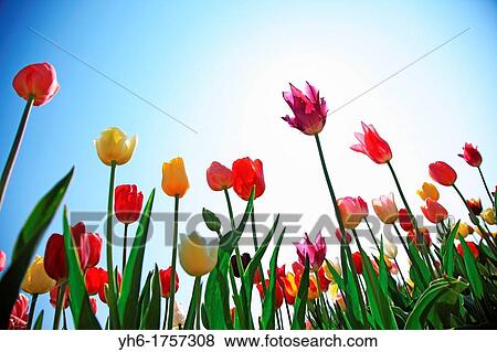 Stock Photo - Switzerland, Canton Baselland, Therwil, colourful tulip field. Fotosearch
