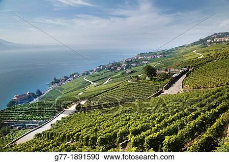 Switzerland Canton Vaud Montreux Lavaux Vineyards. View Large Photo Image Stock Image - Switzerland Canton Vaud Montreux Lavaux Vineyards.. Fotosearch