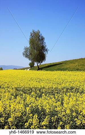 Switzerland, Canton Zurich, Trees in field, rape blossoms View Large Photo Image Stock Photo - Switzerland, Canton Zurich, Trees in field, rape blossoms. Fotosearch