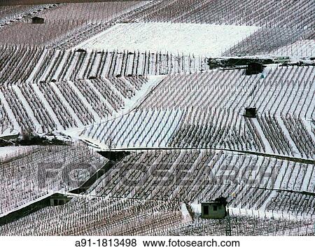 Switzerland, Valais, vineyards in winter near city of Sion View Large Photo Image Stock Photo - Switzerland, Valais, vineyards in winter near city of Sion. Fotosearch