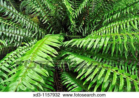 sword fern Polystichum munitum, Pacific Spirit Park, University of British Columbia, Vancouver, British Columbia, Canada View Large Photo Image Stock Image - sword fern Polystichum munitum, Pacific Spirit Park, University of British Columbia, Vancouver, British Columbia, Canada. Fotosearch