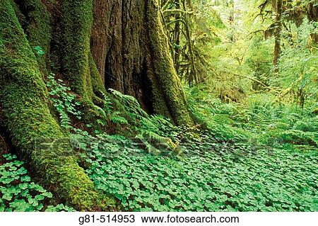 Sword ferns, sorrel, and moss-covered old growth in the Queets Rain Forest, Olympic National Park, Washington View Large Photo Image Stock Image - Sword ferns, sorrel, and moss-covered old growth in the Queets Rain Forest, Olympic National Park, Washington. Fotosearch
