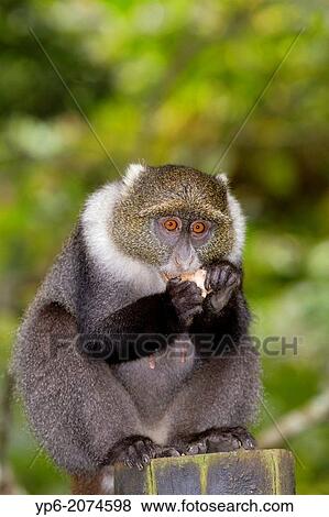 Sykes' monkey (Cercopithecus albogularis) eating fruit, Mount Kenya National Park, Kenya. View Large Photo Image Stock Photo - Sykes' monkey (Cercopithecus albogularis) eating fruit, Mount Kenya National Park, Kenya.. Fotosearch