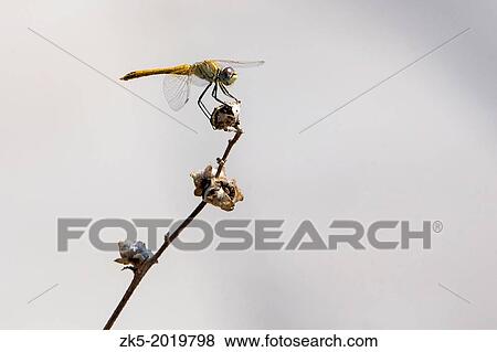 Sympetrum vulgatum, Dragonflies on fennel, Valencia. View Large Photo Image Stock Photo - Sympetrum vulgatum, Dragonflies on fennel, Valencia.. Fotosearch