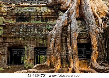 Ta Phrom Temple Angkor Siem Reap town, Siem Reap province Cambodia, Asia. View Large Photo Image Stock Image - Ta Phrom Temple Angkor Siem Reap town, Siem Reap province Cambodia, Asia.. Fotosearch