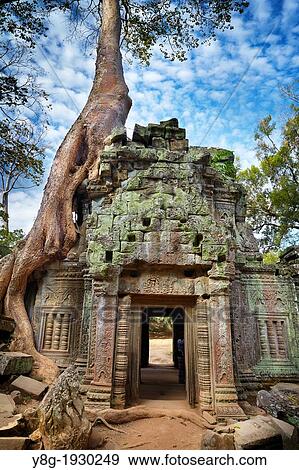Stock Photo - Ta Prohm Temple, Angkor Temple Complex, Siem Reap Province, Cambodia, Asia, UNESCO. Fotosearch