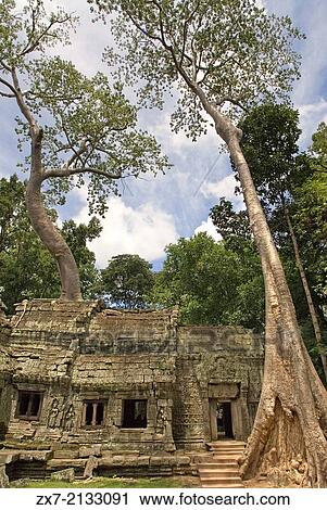 Ta Prohm Temple. Ta Prohm's state of ruin is a state of beauty, which is investigated with delight and left with regret. View Large Photo Image Stock Image - Ta Prohm Temple. Ta Prohm's state of ruin is a state of beauty, which is investigated with delight and left with regret.. Fotosearch