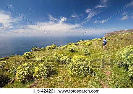 Tabaiba (Euphorbia berthelotii). Las Pilas. La Gomera. Canary Islands. Spain. View Large Photo Image Stock Image - Tabaiba (Euphorbia berthelotii). Las Pilas. La Gomera. Canary Islands. Spain.. Fotosearch
