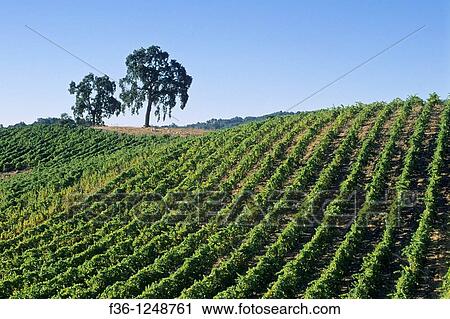 Tablas Creek Vineyards, Adelaida Road, Paso Robles, San Luis Obispo County, California View Large Photo Image Stock Image - Tablas Creek Vineyards, Adelaida Road, Paso Robles, San Luis Obispo County, California. Fotosearch