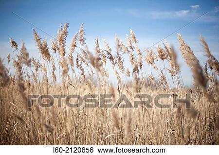 Stock Photograph - Tablas de Daimiel, Castile-La Mancha, Spain.. Fotosearch