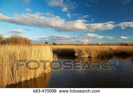 Tablas de Daimiel National Park in Ciudad Real province. Castilla-La Mancha, Spain View Large Photo Image Stock Photo - Tablas de Daimiel National Park in Ciudad Real province. Castilla-La Mancha, Spain. Fotosearch