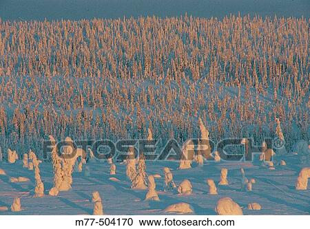 Stock Image - Taiga Forest in the North of Finland. Riisitunturi National Park.. Fotosearch