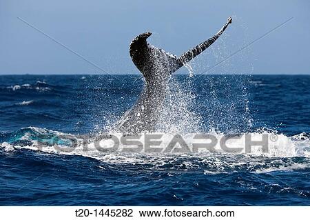Tail Fin of Humpback Whale, Megaptera novaeangliae, Samana Peninsula, Dominican Republic View Large Photo Image Stock Image - Tail Fin of Humpback Whale, Megaptera novaeangliae, Samana Peninsula, Dominican Republic. Fotosearch