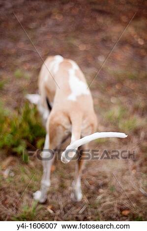 Tail of a Spanish Greyhound View Large Photo Image Stock Photo - Tail of a Spanish Greyhound. Fotosearch