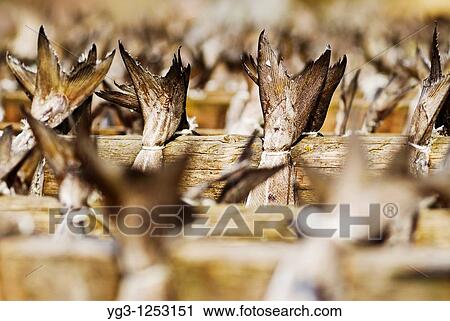 tails of cod Stockfish hanging to dry on wooden racks, Lofoten, Norway View Large Photo Image Stock Image - tails of cod Stockfish hanging to dry on wooden racks, Lofoten, Norway. Fotosearch