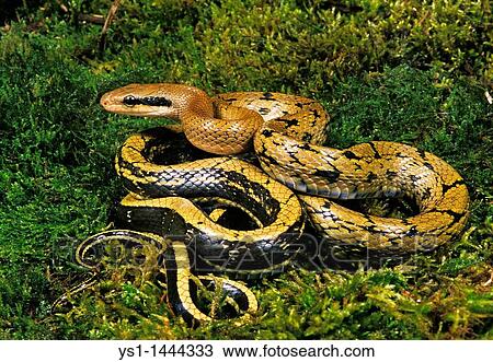 TAIWANESE RAT SNAKE elaphe taeniura, ADULT STANDING ON MOSS View Large Photo Image Stock Image - TAIWANESE RAT SNAKE elaphe taeniura, ADULT STANDING ON MOSS. Fotosearch