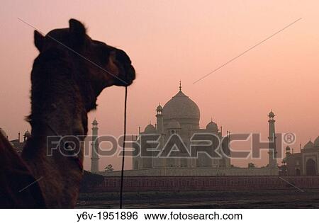 Stock Photograph - Taj mahal at sunrise. In the foreground, a dromedary. Agra, India.. Fotosearch