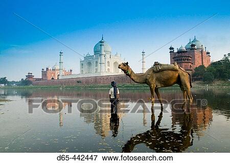 Taj Mahal- Indian Boy and Camel in Yamuna River. Agra. Uttar Pradesh. India. View Large Photo Image Stock Photo - Taj Mahal- Indian Boy and Camel in Yamuna River. Agra. Uttar Pradesh. India.. Fotosearch