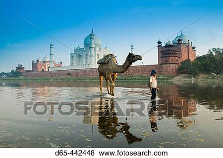 Stock Photo - Taj Mahal. Indian Boy and Camel in Yamuna River. Agra. Uttar Pradesh. India.. Fotosearch