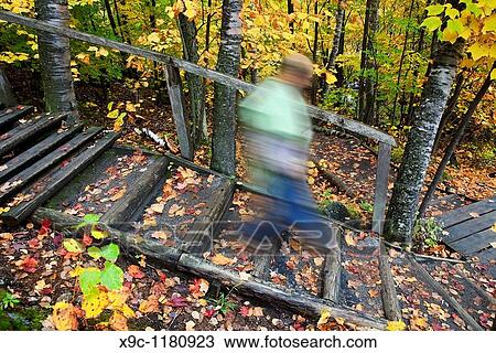 Taking a Walk in the Forest View Large Photo Image Stock Image - Taking a Walk in the Forest. Fotosearch