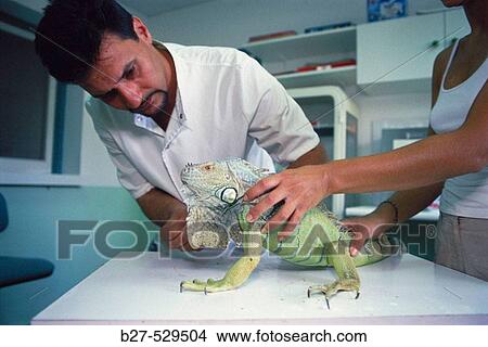 Taking care of a Iguana's claws. CRARC (Centre de Recuperaci? d? Amfibis i Reptils de Catalunya) lab, Masquefa, Barcelona province, Spain View Large Photo Image Picture - Taking care of a Iguana's claws. CRARC (Centre de Recuperaci? d? Amfibis i Reptils de Catalunya) lab, Masquefa, Barcelona province, Spain. Fotosearch