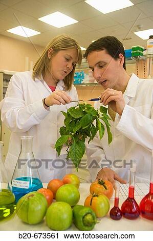 Stock Image - Taking sample of pepper plant, Laboratory of Horticulture, Departamento de Producci? n y Protecci? n Vegetal, Neiker Tecnalia, Instituto de Investigaci? n y Desarrollo Agrario, Ganadero, Forestal y del Medio Natural, Derio, Bizkaia, Euskadi, Spain. Fotosearch